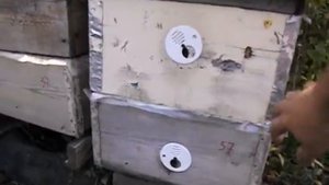 осенние работы на пасеке - подсиливание пчел осенью