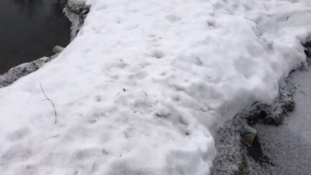 Разведение раков в своем пруду без плёнки. Запуск раков в пруд на дачном участке.