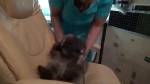 Енот Витя/Смешной енот/Прикол с животным