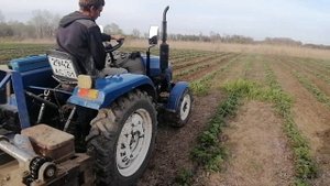 Междурядная фреза (самодельная)