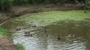 Подсадные утки Андрея Лохматова.  Межсезонье.