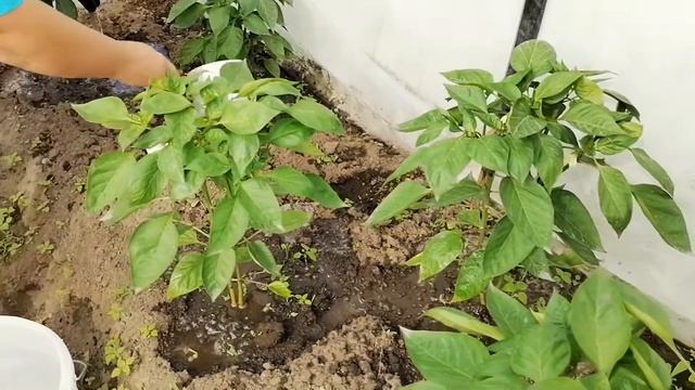 СУПЕР ПОДКОРМКА СЛАДКОГО ПЕРЦА ДЛЯ БОЛЬШОГО УРОЖАЯ. смотреть онлайн