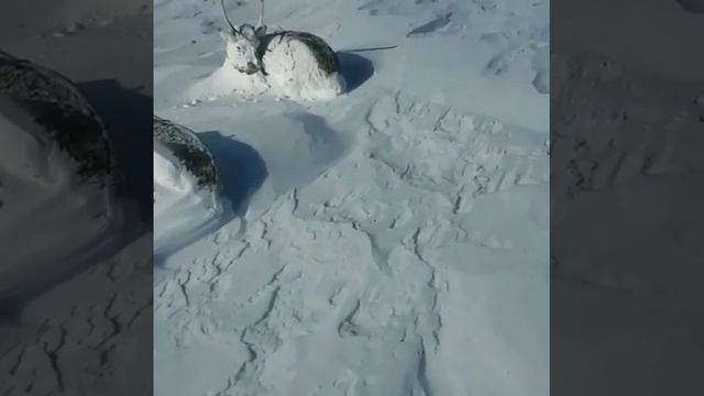 #Север #животные таба / #олени / #reindeer #сон смотреть онлайн