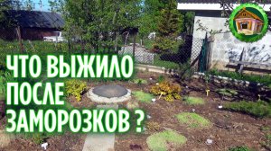 Наш сад и огород после заморозков. Обзор сада. 280 серия