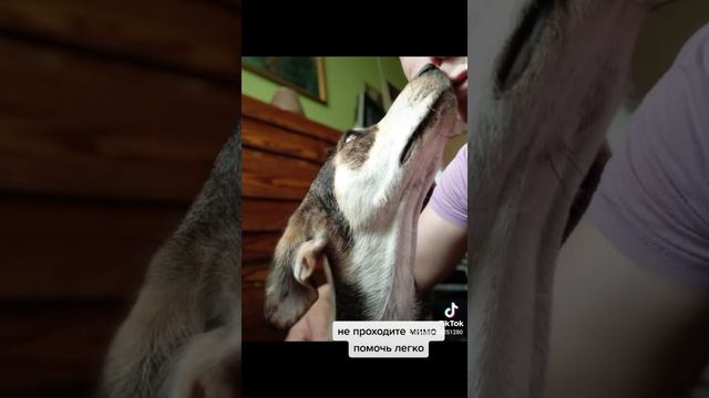 Три мамы собаки из Крыма, со своими детьми🙏 все по домам, осталась одна мамочка смотреть онлайн