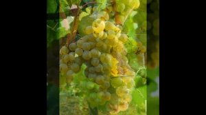 ВИНОГРАД ШАРДОНЕ