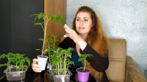 РАССАДА ПОМИДОР, СЕКРЕТЫ ВЫРАЩИВАНИЯ! РАССАДЕ 30 ДНЕЙ, А ОНА ТАКАЯ РАЗНАЯ, ПОЧЕМУ?