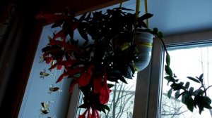 ТОП 10 самых неприхотливых красивых комнатных растений, простых в уходе