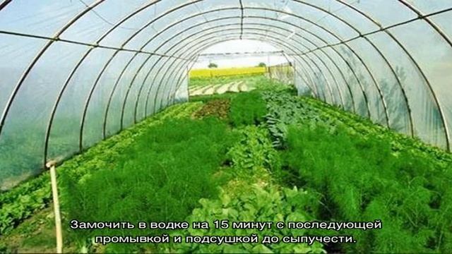 Чем подкормить укроп, если он плохо растет смотреть онлайн