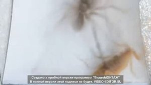 Скорпион против паука волка