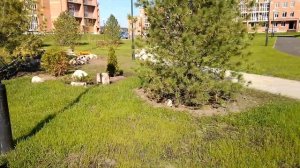 Северный парк. гор Томск