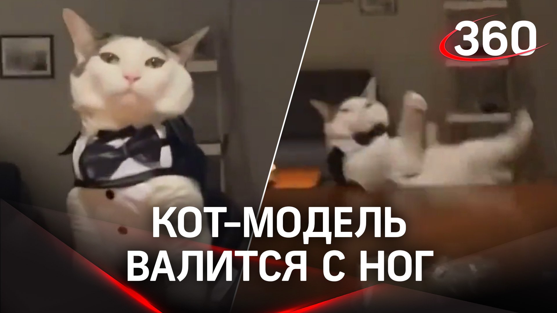 Кот-модель пережил опасное падение - пострадала только гордость!