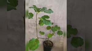 Инжир, Смоковница, фиговое дерево, а по научному Фикус Карика!