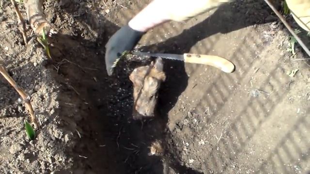 Подготовка куста к зелёной прививке. смотреть онлайн