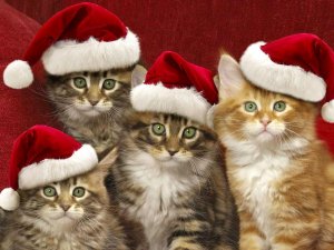 Jingle Сats. Песня кошачьего Рождества, которую мяукают коты... простите, поют :)