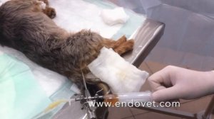 Клинический случай. Уролитотомия без разрезов у кобеля. www.endovet.com