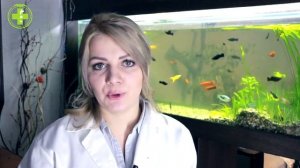 Улитки Ампулярии & Зачем Нужны Домашние Улитки В Аквариуме. Ветклиника Био-Вет