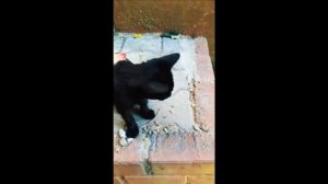 Friendly Black Kitten Purring Loudly | Уличный Котёнок Громко Мурчит