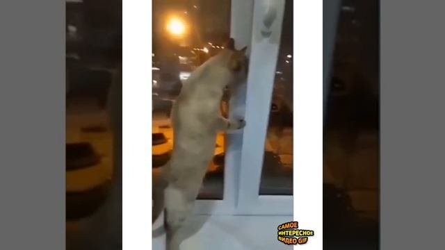 Прикольная озвучка?
