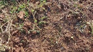 Жёлтая малина посадка и чем подкормить.Жёлтая малина ремонтантная.Как посадить малину весной