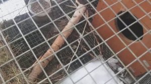 Мясо кролика пахнет? Почему?