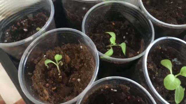 Рассада 2019. Состояние моих растюшек на 05.04.2019 г. смотреть онлайн