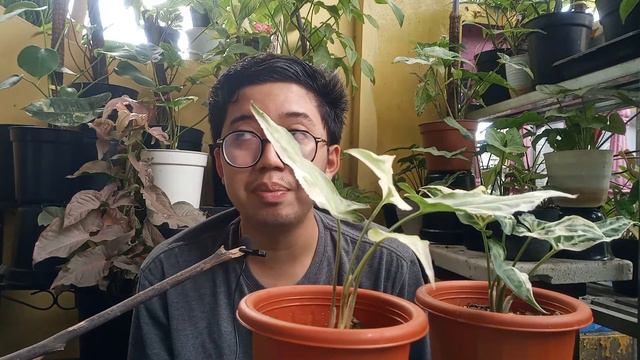 Syngonium Starlite VS Syngonium T25 ! Cara Bedain Buat Pemula #syngonium смотреть онлайн