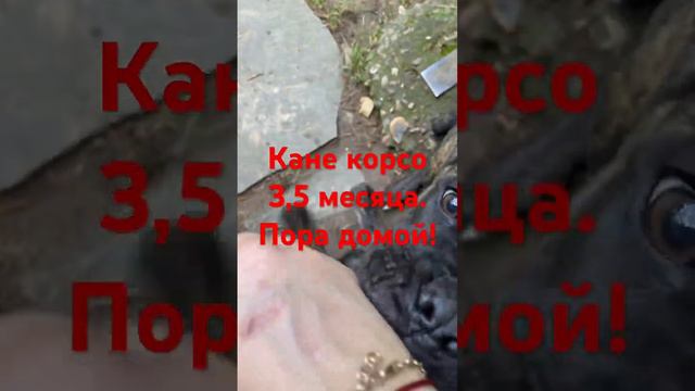 Кане корсо тигровые красотки!