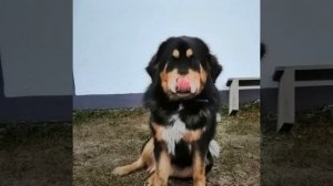 Банхар (хотошо) - лучший друг человека