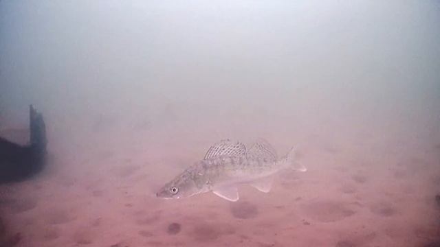 Подводные мир судак, окунь, зимняя рыбалка. Подводные съёмки на камеру фокус Фиш. смотреть онлайн