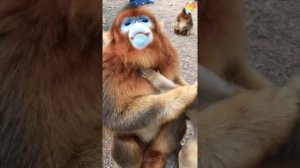 Cute golden snub-nosed monkey eating food.