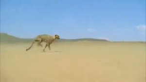 Гепард бежит со скоростью 140 км/ч