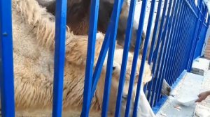 Зоопарк Нальчик