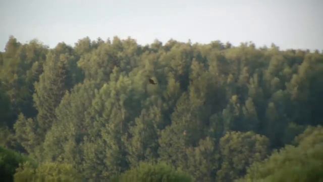 коршуны над полями смотреть онлайн