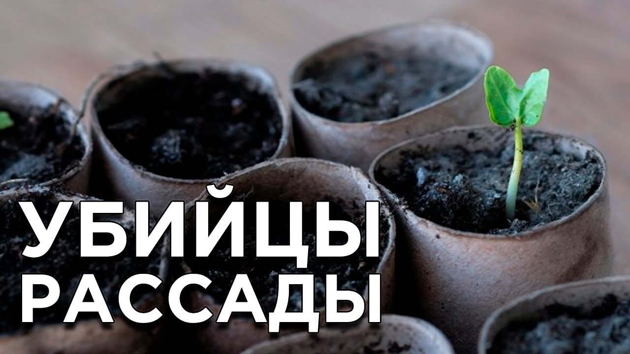 Что нельзя добавлять в грунт для рассады
