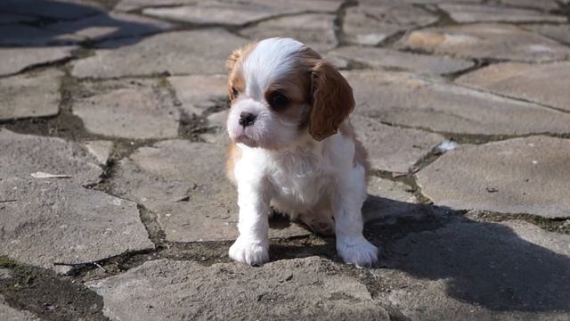 Азартис Ноэлль