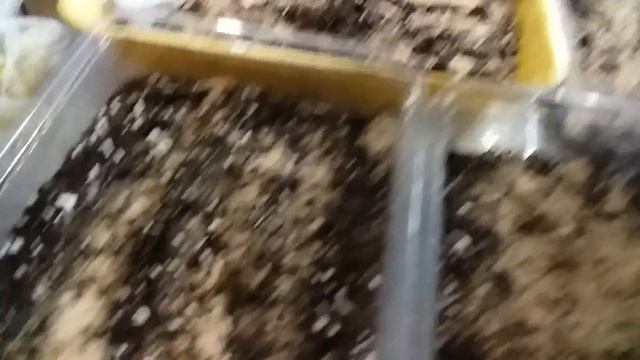Хитрости Посева семян многолетних цветов в январе. Сею примулу на снег. Сею семена баклажана