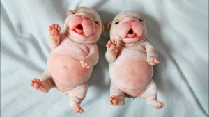 Самые Смешные и Милые животные!