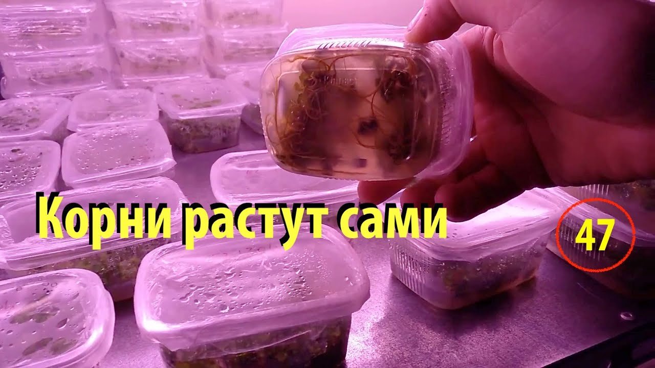 [47] Запороли адаптацию. Корни растут без нашего ведома! Растения хотят выйти из пробирки