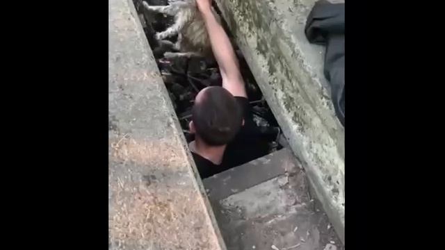 Спасение вислоухой кошки из колодца в Липецке