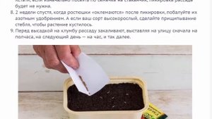 Вербена однолетняя и многолетняя посадка и уход, фото цветов