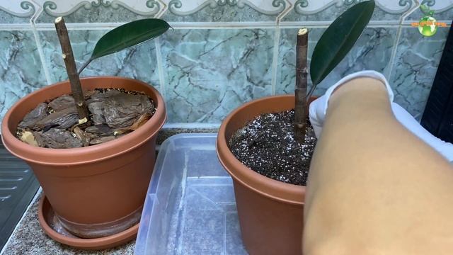 Rubber Plant/Ficus Elastica Propagation from Cuttings | Indoor Plants