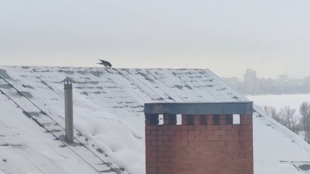 Воронежская ворона развлекается смотреть онлайн