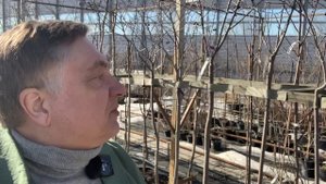 Черноплодка - это дерево!