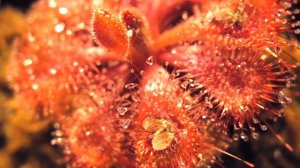 drosera burmannii "humpty doo" feeds in insects