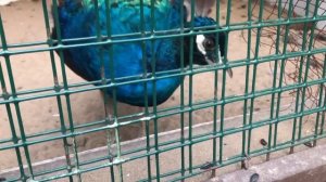 Фазаны и павлины. Мини-зоопарк Воробьёвы горы.