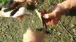 Охотник на рыбалке поймал утку на удочку