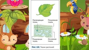 Биология, 5 кл., § 5 "Строение клетки. Ткани"