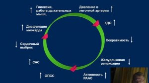 Острая сердечная недостаточность. Глотов С.И.