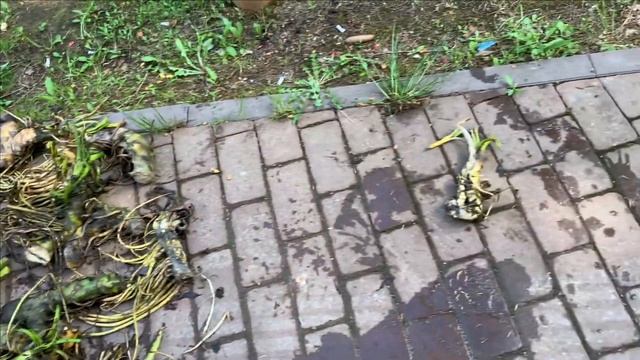 Кубышки и полная готовность к сливу пруда смотреть онлайн